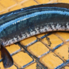 タイ料理でよく使われる魚、「プラー・チョン（ปลาช่อน）」の魅力