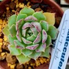 🌵多肉植物   CORO家のリエールさん苗 ヒアリナhyb他🌵