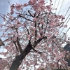 河津桜が開花中