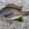 君の名は。〜サビキ釣りで釣った魚の名前がわからず〜