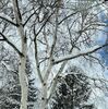 もうそろそろ大雪は終わってくれますよね？