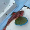 ホウボウがよく釣れる