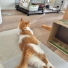 ケージのもなちゃんが気になる。
