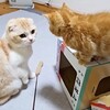 可愛いネコちゃんシリーズー1・・・