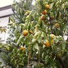 「佐久の季節便り」、午後には「大雨特別警報」、「台風１９号」が大荒れ…。