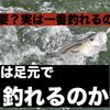 ルアーはしっかり手前まで巻く！なぜ魚は足元でよく釣れるのか