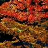 Autumn leaves ７
