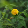 新潟県立植物園2020.8.22