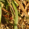 Slaty-breasted Rail ハシナガクイナ (スマトラの鳥その8)