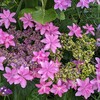 あじさいの花が美しい季節に✨🌈