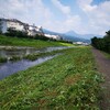 酷暑の中、二月ぶりに狩川の草刈した!