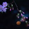 早咲桜