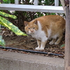 ３月６日　江東区の猫さま　と錦糸町でランチ　とプロバスケ初観戦