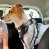 ドライフードの試食に連れて行かれた犬。