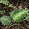 Aglaonema pictum"ちゃんぷーる"from Padang sidempuan【AZ1021-2】