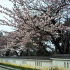 本荘公園の桜まつりがはじまっています