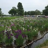 水元公園 菖蒲まつり