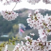 島名団地　桜