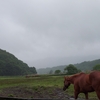 霧雨の中の馬達と競馬情報