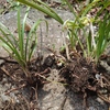シュンランの植え替え