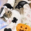 2022.10.31 我が家のハロウィンの過ごし方