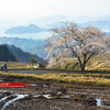 世屋高原の一本桜