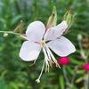 ガウラの花色