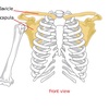 肩甲骨の柔軟性
