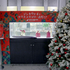 2023/11/10　デンキウナギでクリスマスツリー点灯！？