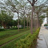 202411台湾渡航③：路面電車と美麗島駅。