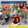 植物育成ライトのみで2年8ヵ月成長まとめ | グラキリス実生