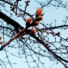 河津桜もうすぐ咲きそう。