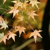 紅葉を見に植物園へ