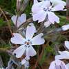 シバザクラの花模様