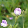 (378) Vicia tetrasperma