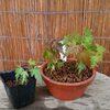 イロハモミジの実生苗三カ月