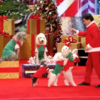 芸達者なわん公たちが魅する心憎いクリスマスプレゼント！