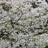 桜を愛でに行ってきました②‥