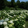 大阪岸和田）蜻蛉池公園。あじさい。