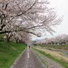 陵南公園のソメイヨシノは散り始め 2025.4.11