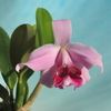 Cattleya pumila f.vinicolor  