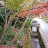 秋の熊野若王子神社・哲学の道