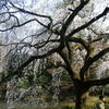 京都御苑で花見