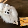 わん🐶のリードが劣化してきたので、新しいのを買ったんだけど