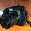 キヤノンEOS 40DとキヤノンEF50/2,5コンパクトマクロを使ってみて３日目