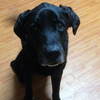 No.150328P-LBM（ラブラドールレトリバー 10歳位 23kg ♂)