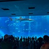 2歳児と沖縄美ら海水族館!! 所要時間は？モデルコースは？ランチはどうした？レポ！