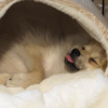 犬の散歩が楽しすぎる