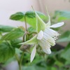 2021年4月のラズベリー：4/3、4/21蕾、4/25開花