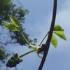 芽吹きの季節。